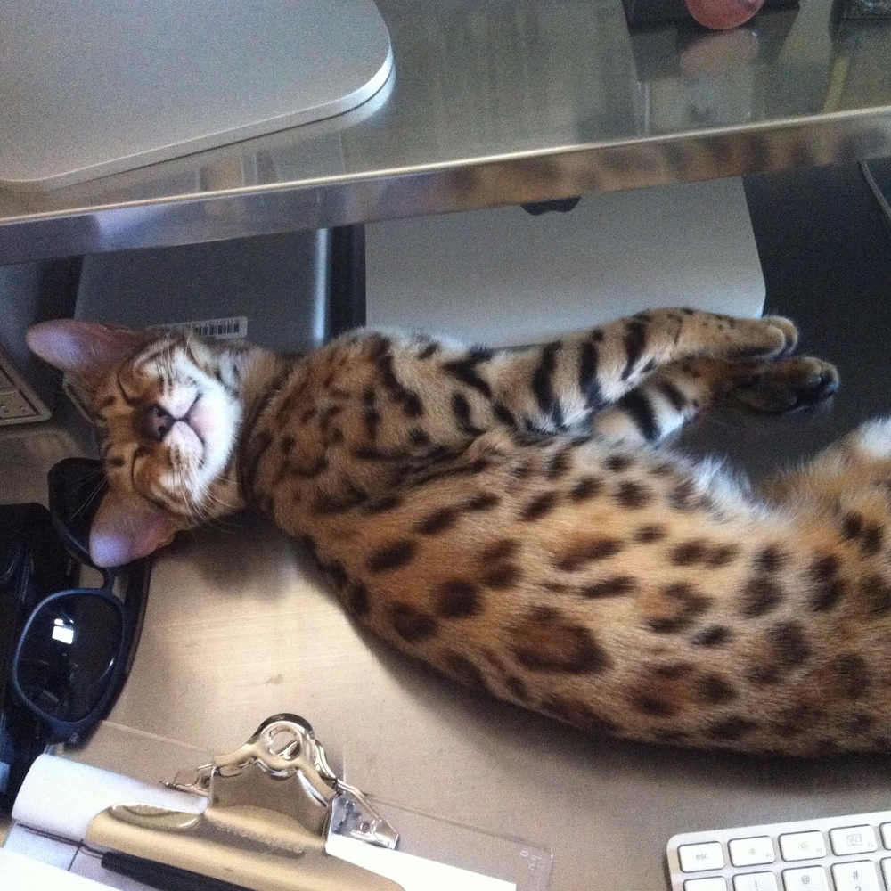 Meet your Posher, Michelle